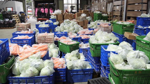 湖北南漳60噸愛(ài)心蔬菜馳援上海